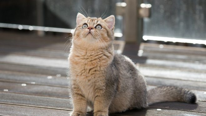 british shorthair, cat, pet-6815375.jpg