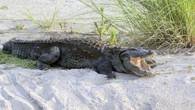 marsh_crocodile_muntasir_akash_0