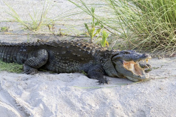 marsh_crocodile_muntasir_akash_0