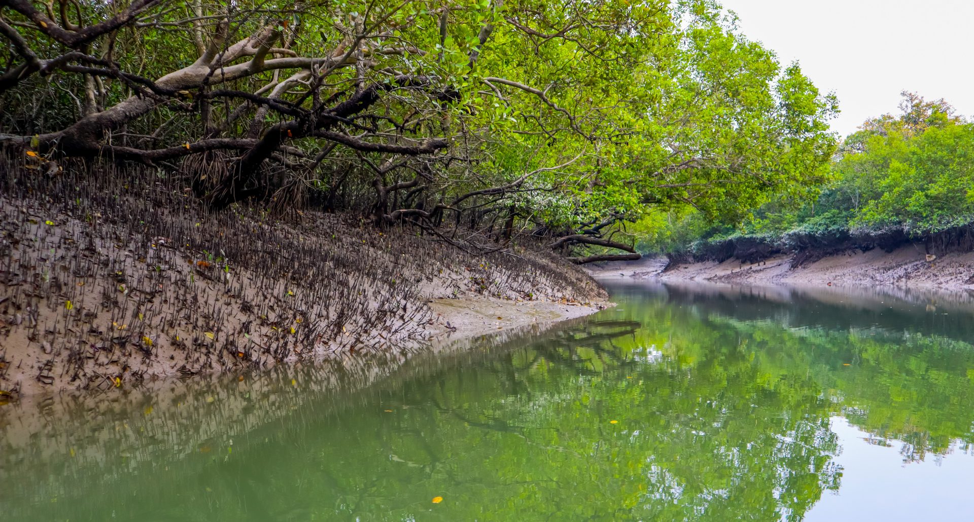 Sundarbans-The-Blessing-of-Bangladesh-Md-1