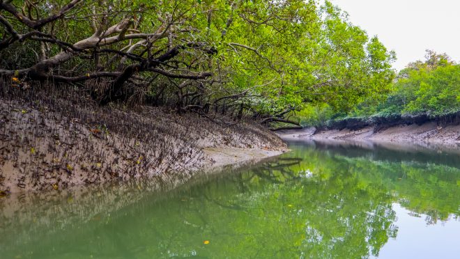 Sundarbans-The-Blessing-of-Bangladesh-Md-1