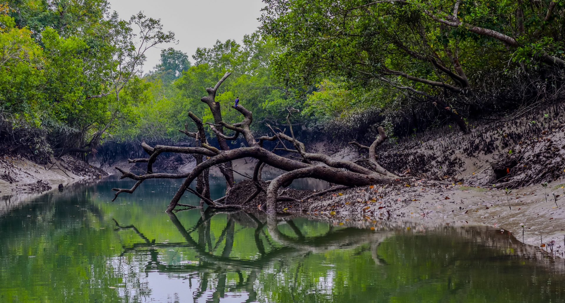 Sundarbans-The Blessing of Bangladesh-Md (2)