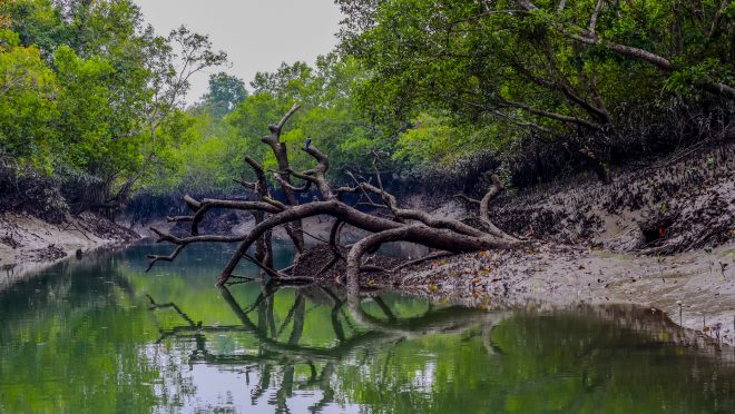 Sundarbans-The Blessing of Bangladesh-Md (2)