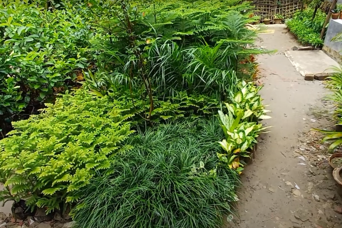 Shah Alam’s nursery exhibition in Teknaf