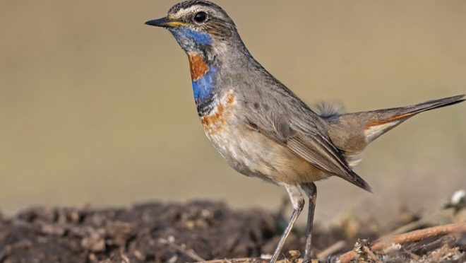3 March, 25 A Siberian Bluethroat’s letter to Bangladesh on World Wildlife Day