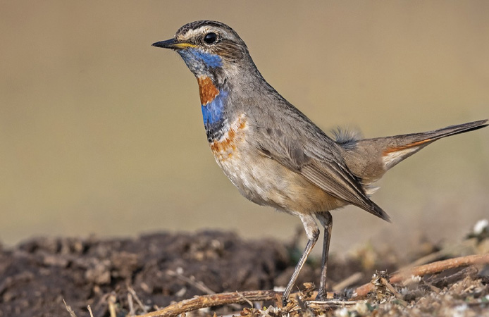 3 March, 25 A Siberian Bluethroat’s letter to Bangladesh on World Wildlife Day