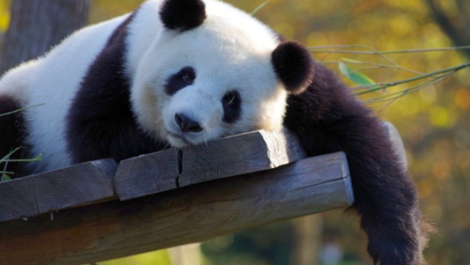 panda
