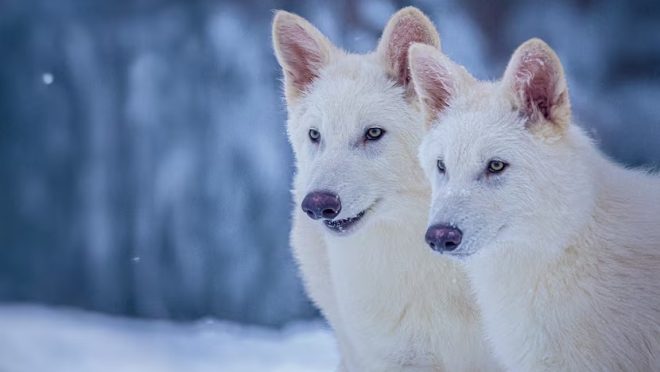 dire wolf