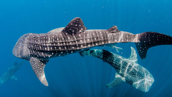 shark