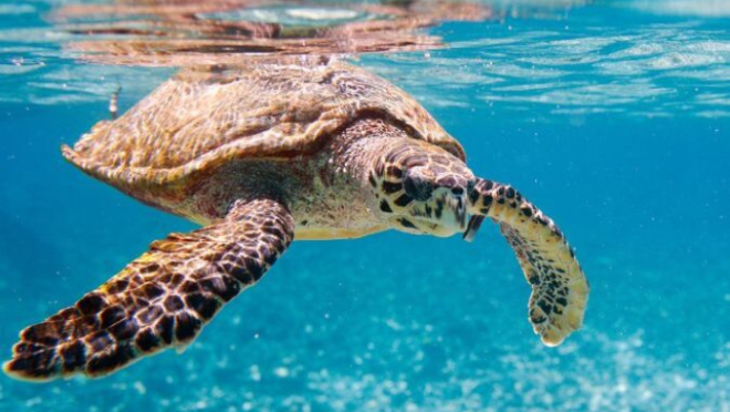 turtle