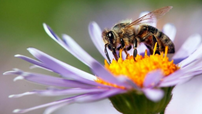 bee’