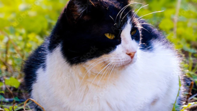 cat carries drug
