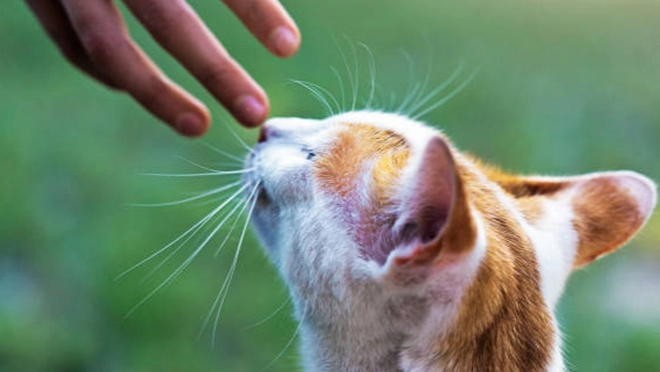 4th June cat web