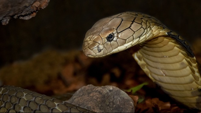 cobra