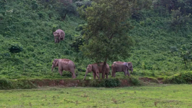 elephant