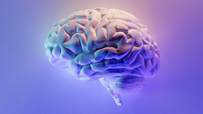 brain