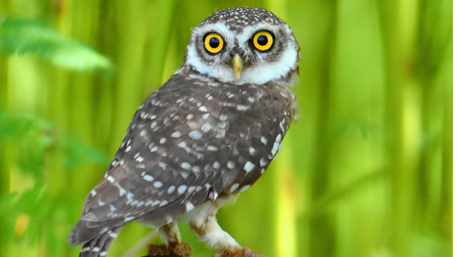 owl