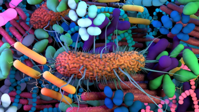 micro organism