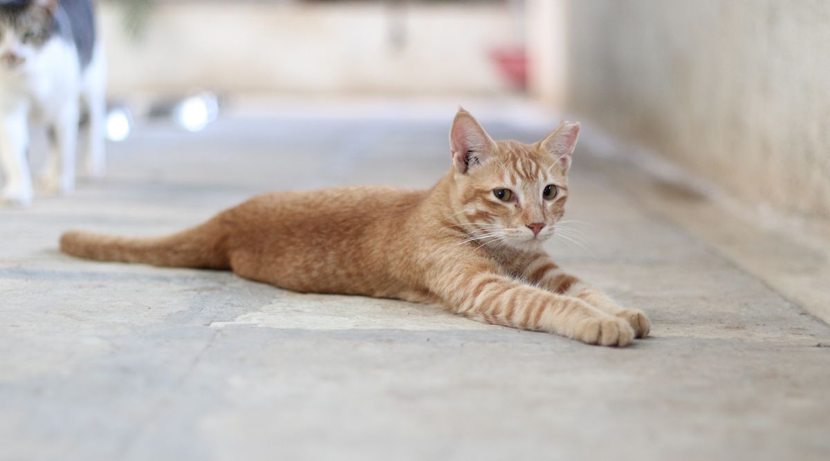 Adopt-a-Stray-Cat-Blue-Cross-Society-Pune