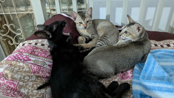 Adobe Express – file