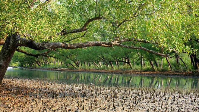 Sundarbans_mangroves_forest_bangladesh (1)