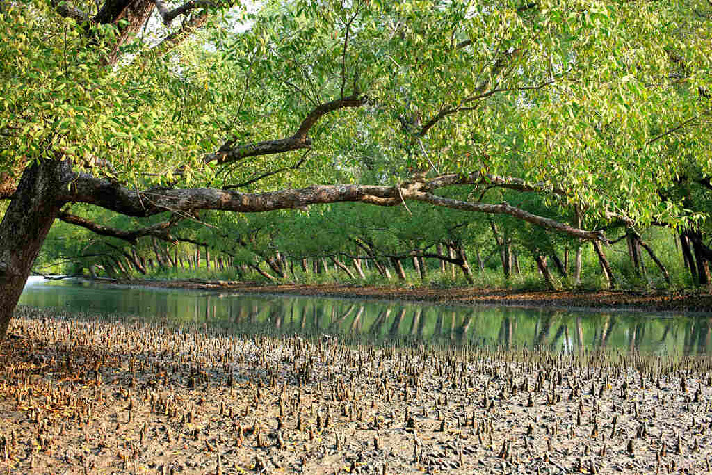 Sundarbans_mangroves_forest_bangladesh (1)