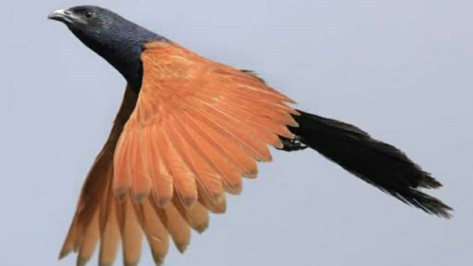 কানাকুয়ো। ছবি: সংগৃহীত