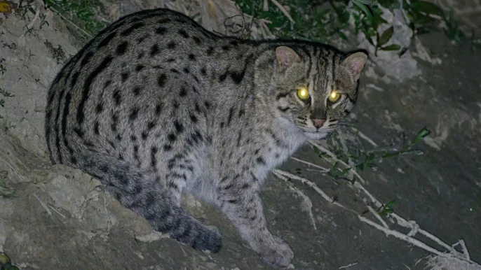 fishing_cat_almas_zaman