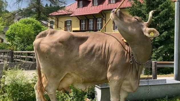 austria_cow_veronika_tool