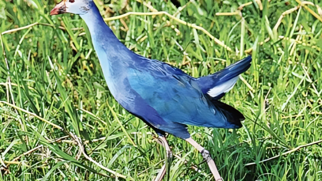 screenshot_2026-01-24_at_2.06.51_pm (1)