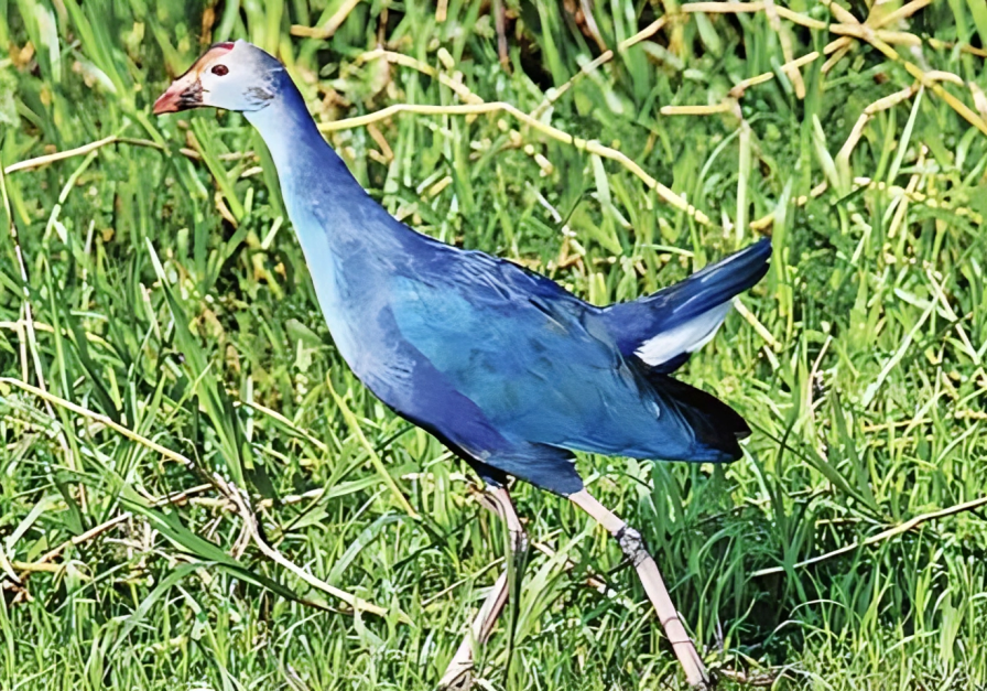 screenshot_2026-01-24_at_2.06.51_pm (1)