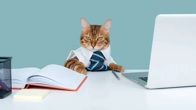 cat_business_1200x630
