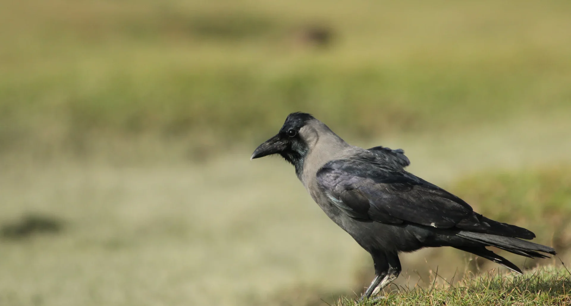 house_crow_2_0