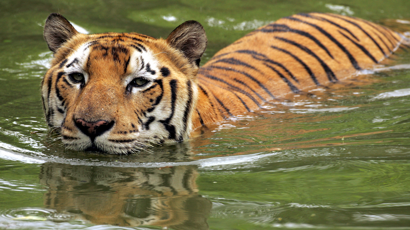 royal_bengal_tiger_sundarbans_3