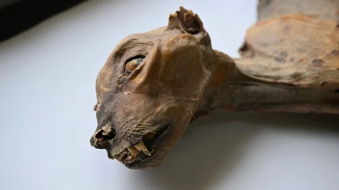 saudi_arabia_mummified_cheetah