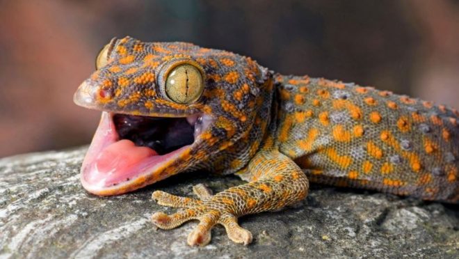 tokay_geckos