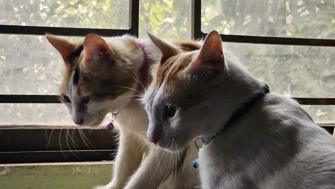 Window CAT