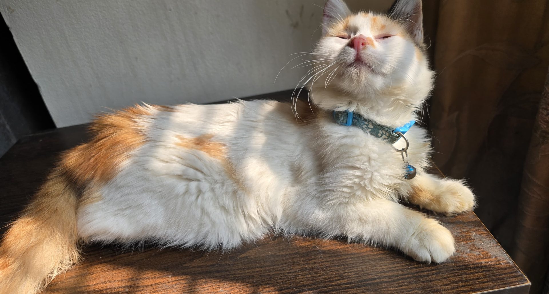 cat Atquia