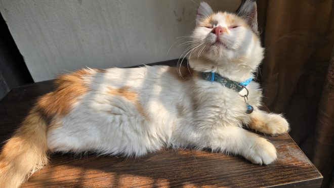cat Atquia