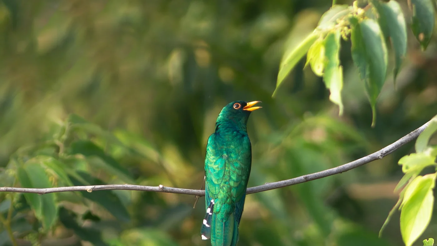 cuckoo_emerald_4