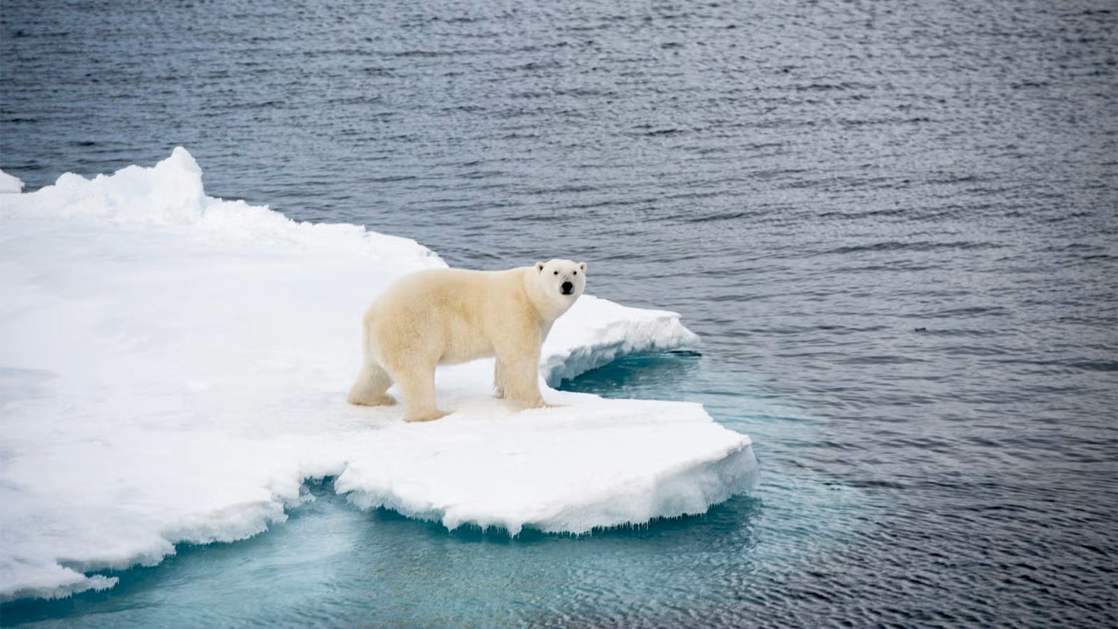 polar-bear-climate-change-deniers-uc-davis-2