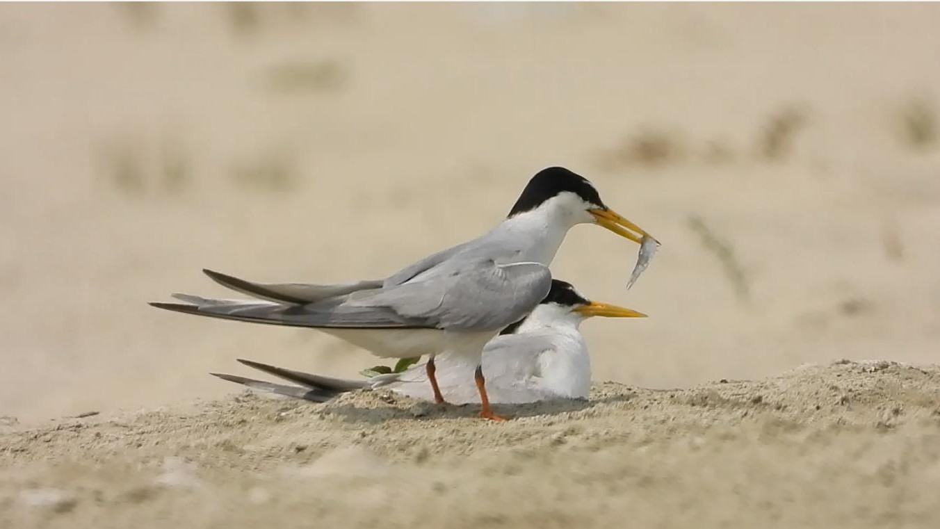 Birds