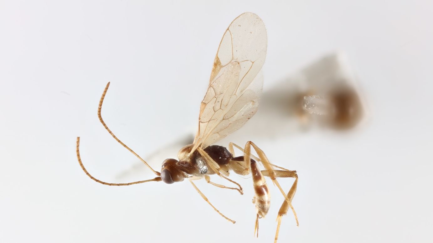 full-wasp-trustees-of-the-natural-history-museum-20260507161817970