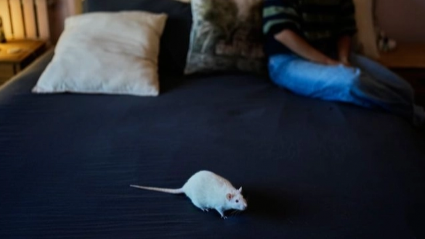 lab rat
