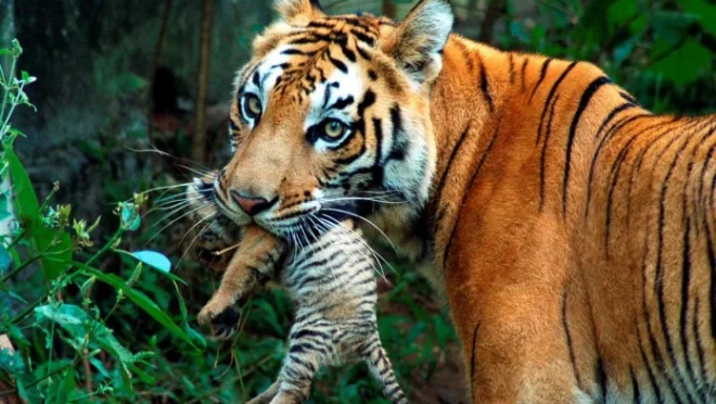 royal_bengal_tiger_sundarbans_4