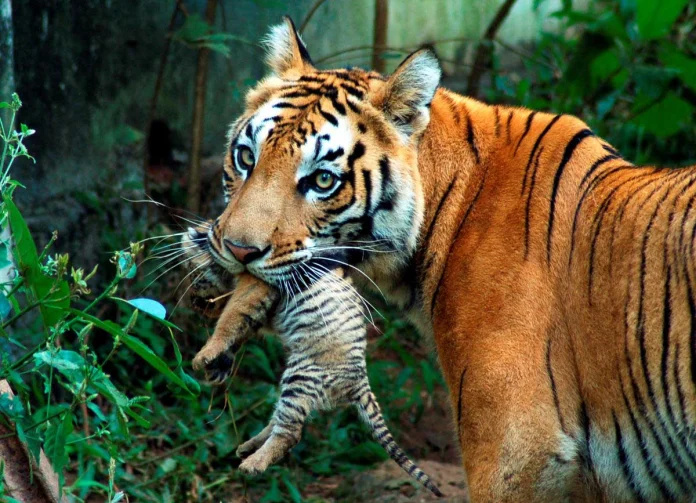 royal_bengal_tiger_sundarbans_4