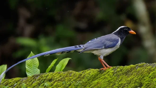 1._red-billed_blue_magpie_md._arif_hossain_prodhan