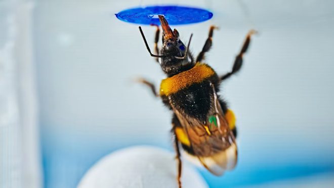 be the bee you want to be