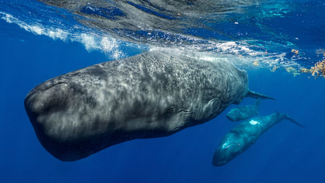 whale