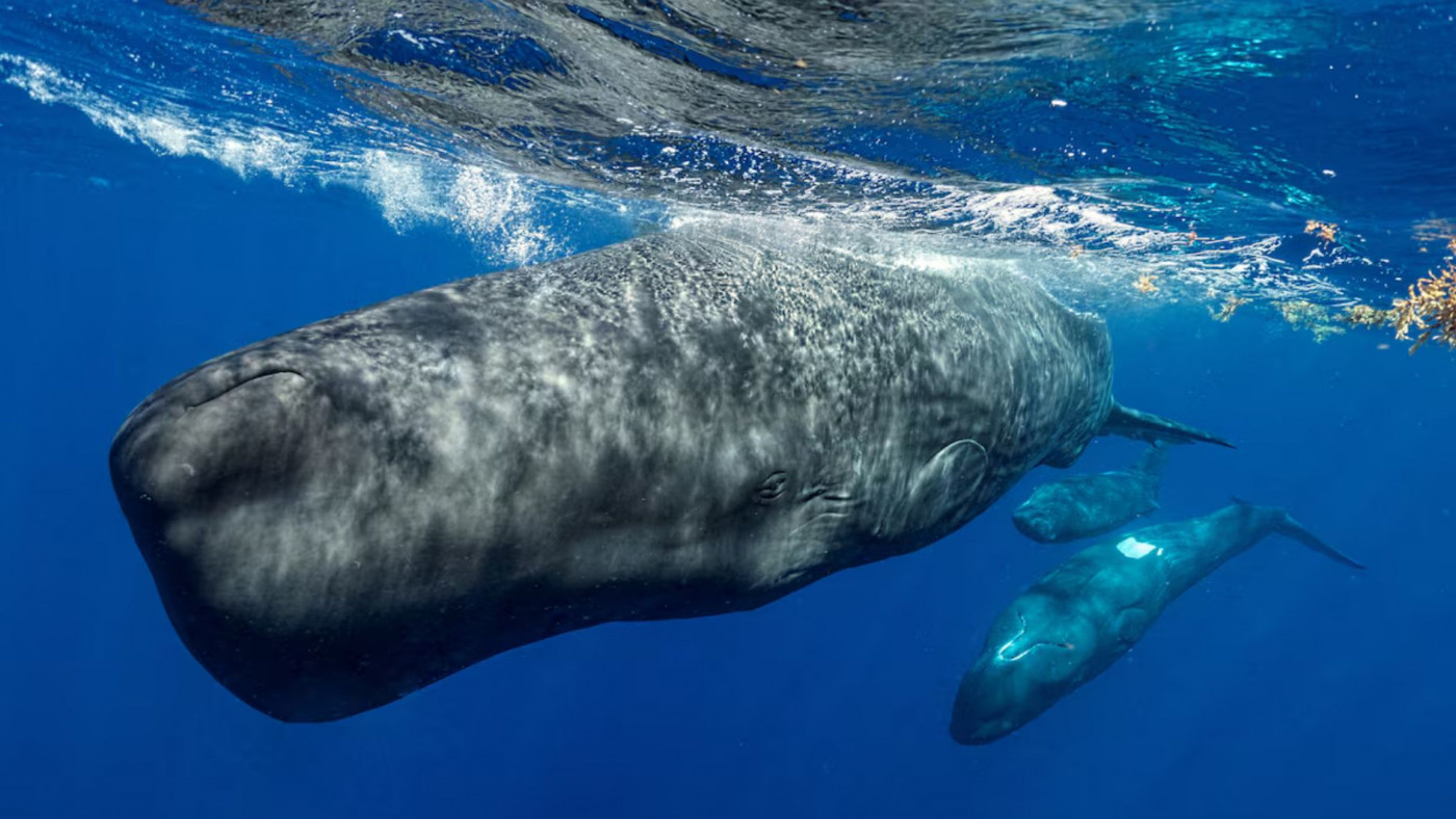whale